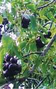 Burdekin Plum