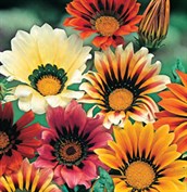Gazania