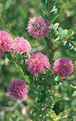 Honey-myrtle