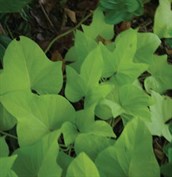Yellow Sweet Potato