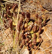 African Carrion Flower