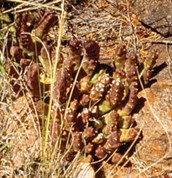 African Carrion Flower