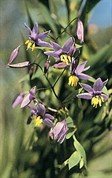 Blue Flax Lily or Paroo