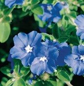 Blue Sapphire / Blue Eyes