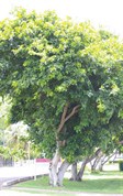Indian Beech