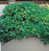 Mirror Bush