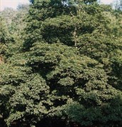 Sycamore maple