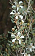 Green Tea-tree