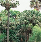 Cabbage Palm