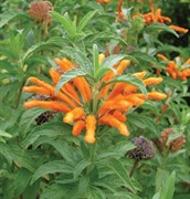 Lions Tail