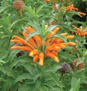 Lions Tail