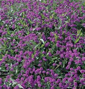 Purple Verbena