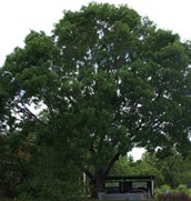 African Mahogany