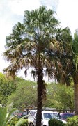 Bentham's Fan Palm