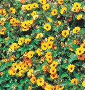 Black-eyed Susan