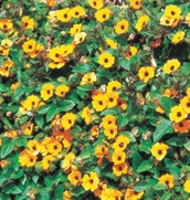 Black-eyed Susan