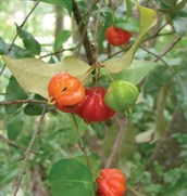 Brazilian Cherry