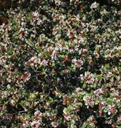 Common Indian Hawthorn