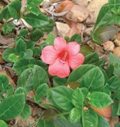 Coral Bells