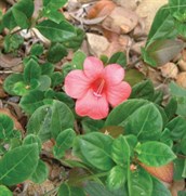 Coral Bells