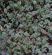Creeping Inch Plant