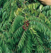 Curry Leaf