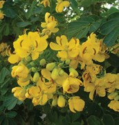Easter Cassia