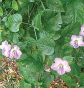 Enchanting Bells or Chinese Violet