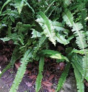 Fishbone Fern