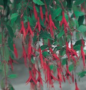 Hardy Fuchsia