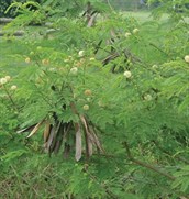 Leucaena