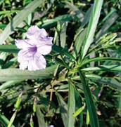 Mexican Petunia
