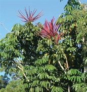 Queensland Umbrella Tree