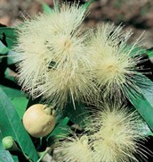 Rose Apple