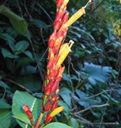 Sanchezia