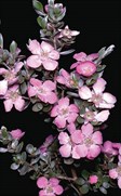 Silver Tea-tree