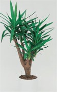 Spineless Yucca, Soft Tipped Yucca
