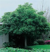 Sweet Pittosporum, Native Daphne