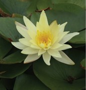 Yellow Waterlily
