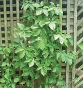 Arrowhead Vine