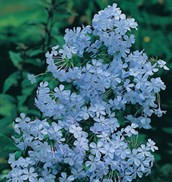 Plumbago