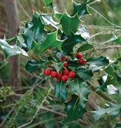 Common Holly