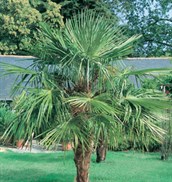 Cotton Palm