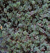 Creeping Inch Plant