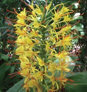 Kahili Ginger