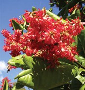 Mulato Tree