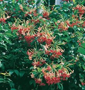 Rangoon Creeper