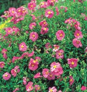 Rockrose