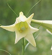 Taiwan Lily