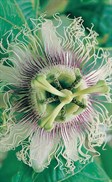 Yellow Passionfruit